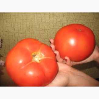 Насіння семена високорослих томатів помідорів
