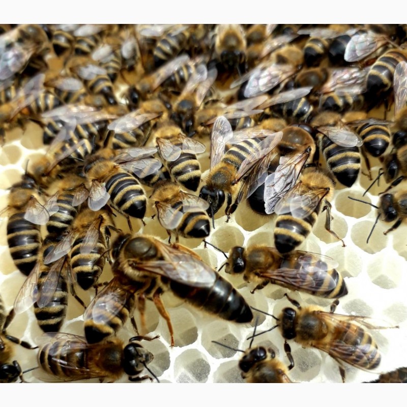 Фото 2. Продам плідні Бджолині матки карпатської породи