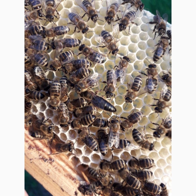 Фото 4. Продам плідні Бджолині матки карпатської породи