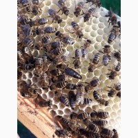 Продам плідні Бджолині матки карпатської породи