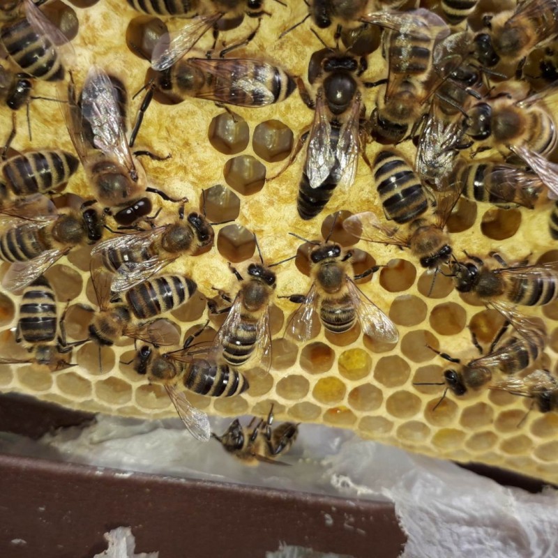 Фото 5. Продам плідні Бджолині матки карпатської породи