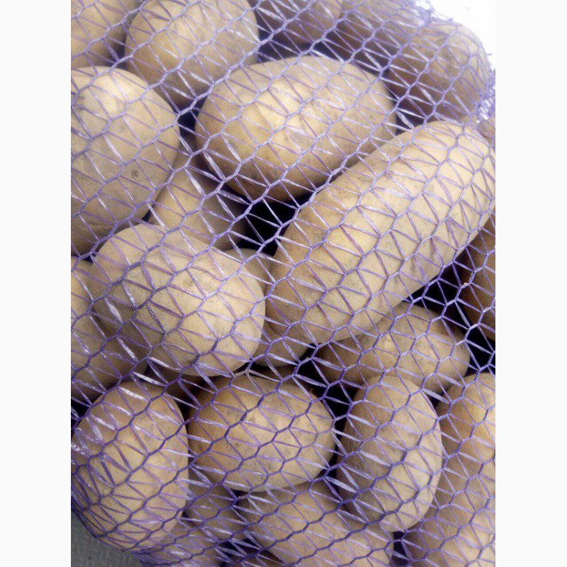 Фото 2. Продам товарну картоплю, сорт Бріз, відгрузим сьогодні, 9, 5 грн/кг