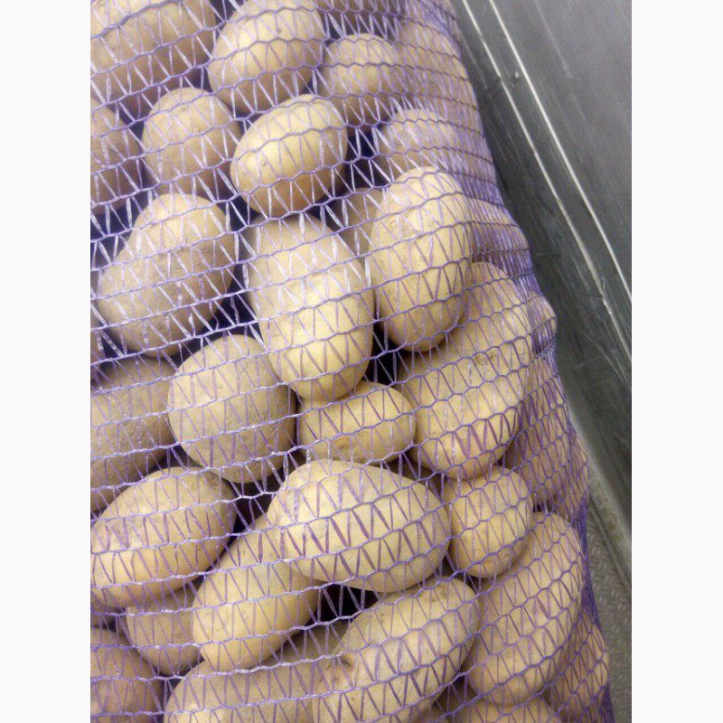 Фото 3. Продам товарну картоплю, сорт Бріз, відгрузим сьогодні, 9, 5 грн/кг