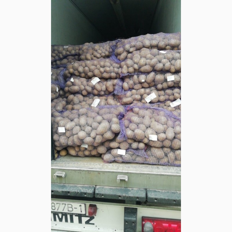 Фото 4. Продам картоплю різних сортів ( Р.Б.)