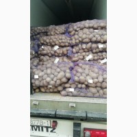 Продам картоплю різних сортів ( Р.Б.)