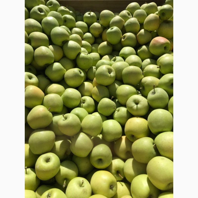 Фото 2. Яблука високосортні-врожай 2019 року