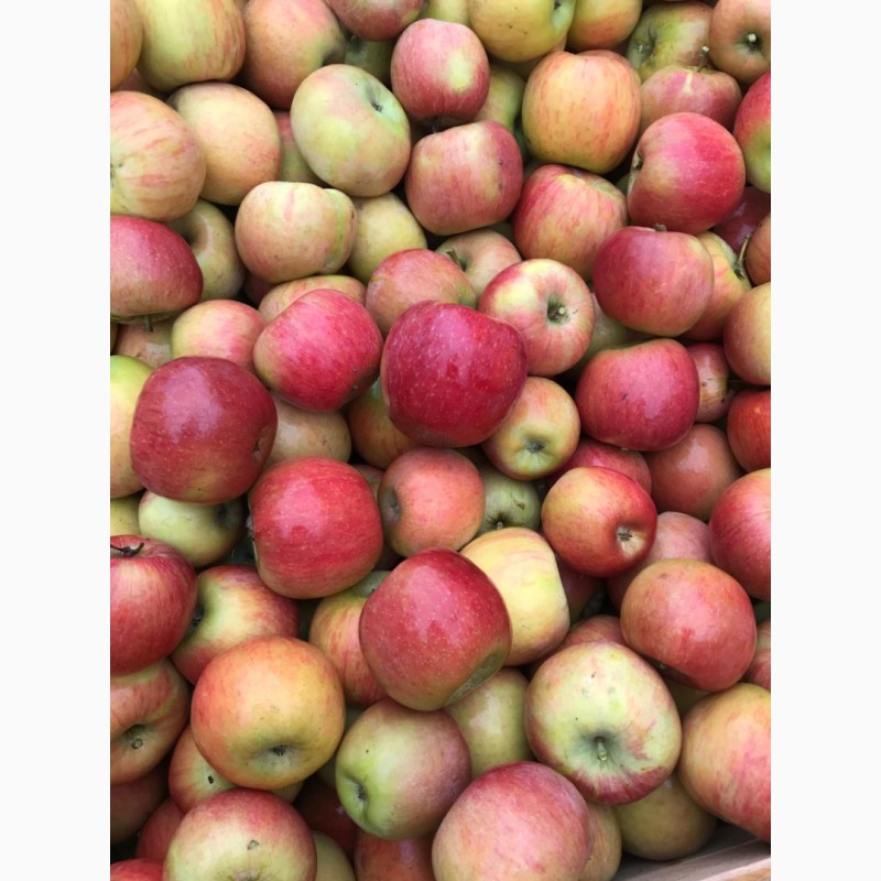 Фото 3. Яблука високосортні-врожай 2019 року