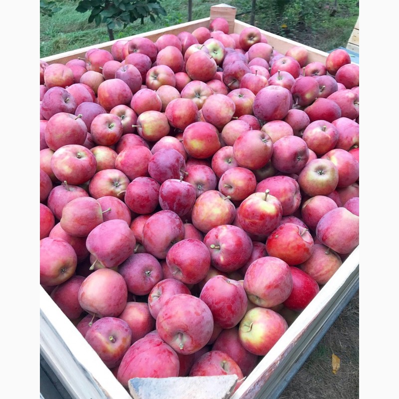 Фото 4. Яблука високосортні-врожай 2019 року