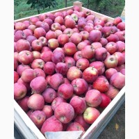 Яблука високосортні-врожай 2019 року