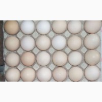 Яйце столове (товарне кремове) куряче