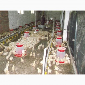 Продажа частной фермы по производству птицы, яиц, мяса