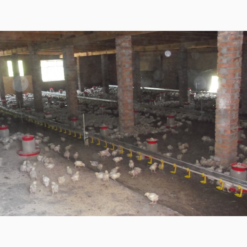 Фото 7. Продажа частной фермы по производству птицы, яиц, мяса
