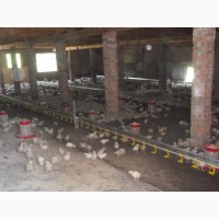 Продажа частной фермы по производству птицы, яиц, мяса
