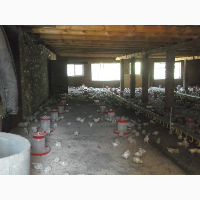 Фото 9. Продажа частной фермы по производству птицы, яиц, мяса