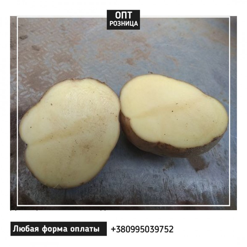 Фото 3. Картофель | Продажа картошки | ОПТ/Розница