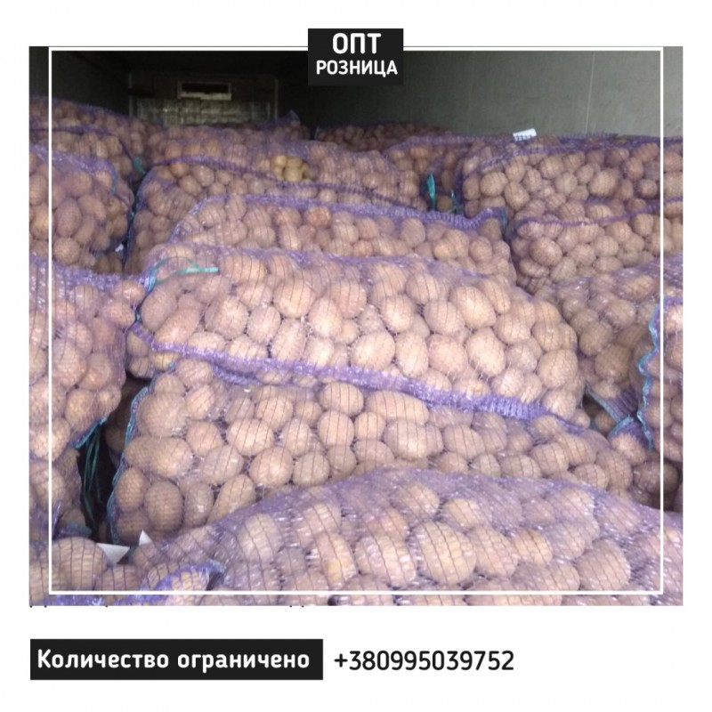 Фото 4. Картофель | Продажа картошки | ОПТ/Розница