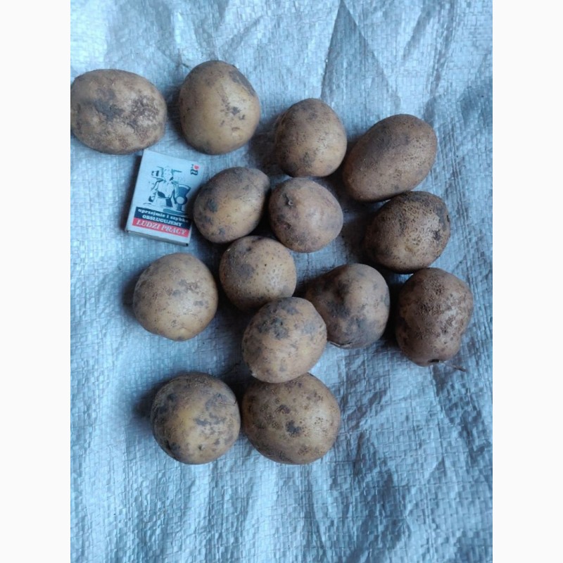 Фото 3. Продам насіннєву картоплю