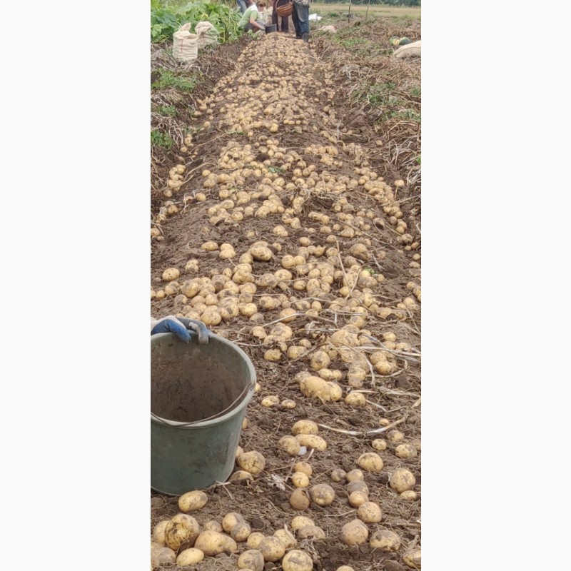 Фото 4. Продам насіннєву картоплю