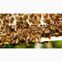 Продам 40-50 бджолосімей