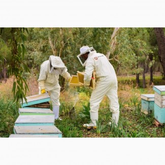 Продаются пчелопакеты, пчелосемьи Карпатской породы, матки