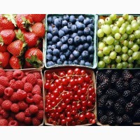 Закуповуємо ягоди малини, бузини, ожини, шипшиши