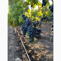 Продам виноград Молдова