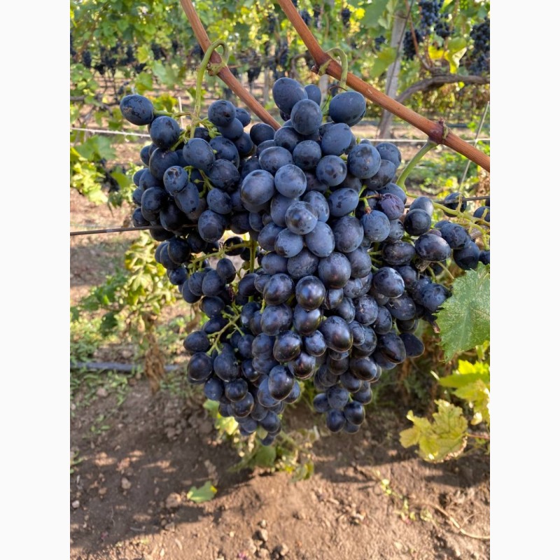 Фото 3. Продам виноград Молдова