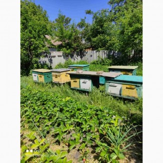 Продам 8 уликов с пчелами, Дніпропетровська обл