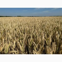 Елітне насіння озимої пшениці Богемія