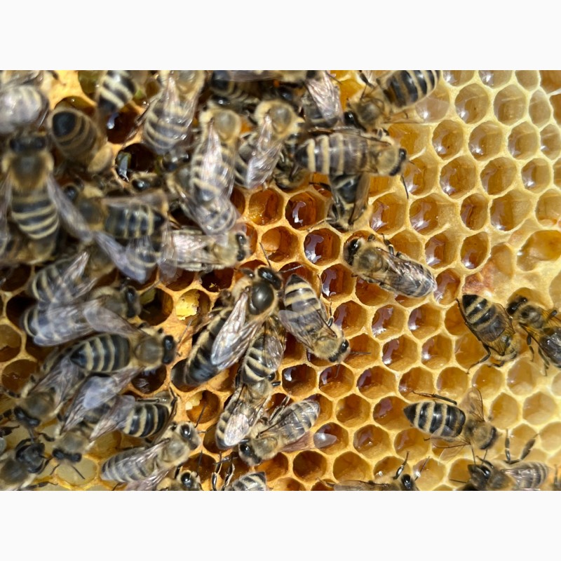 Фото 12. Бджоломатки Карпатка 2024