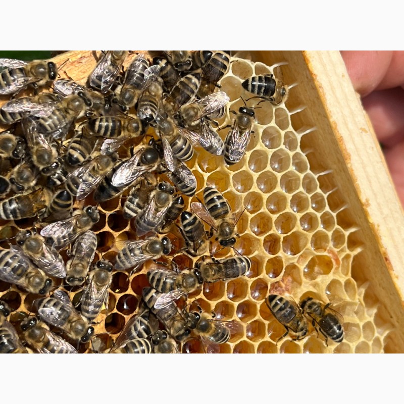 Фото 7. Бджоломатки Карпатка 2024