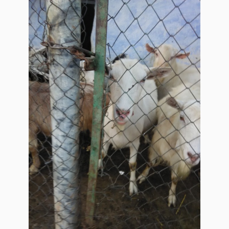 Фото 6. Продаются козы