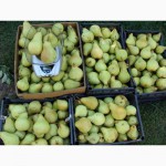 Саджанці плодово-ягідних дерев та кущів Тернопыль