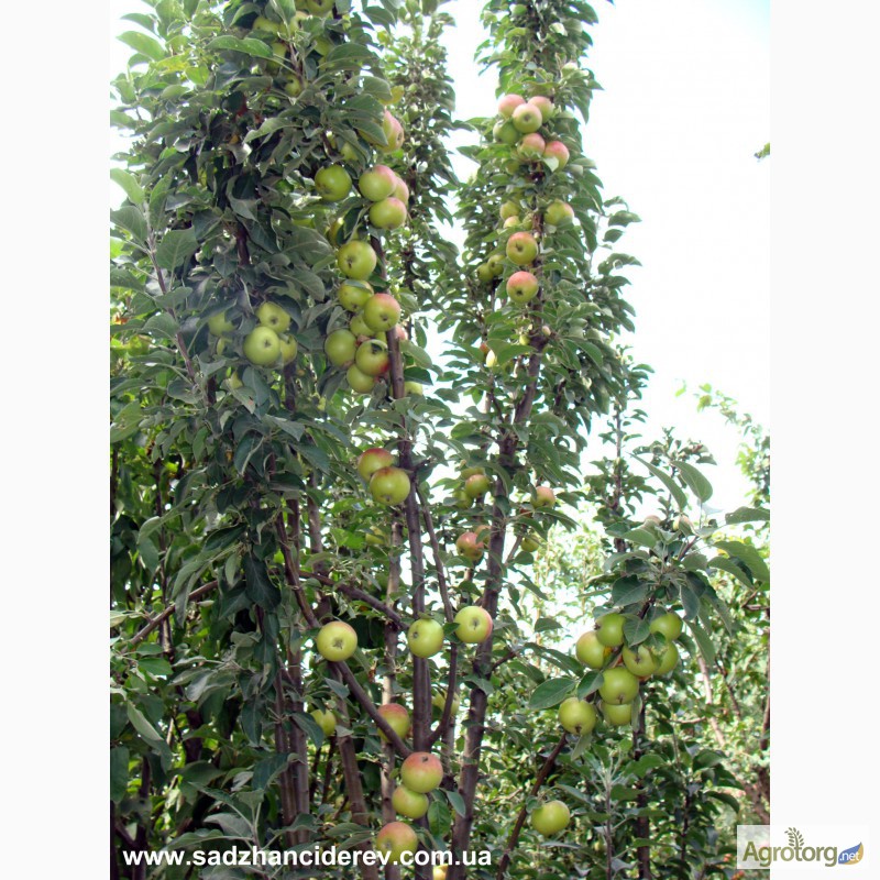 Фото 8. Саджанці плодово-ягідних дерев та кущів Тернопыль