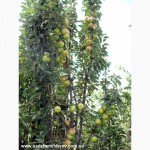 Саджанці плодово-ягідних дерев та кущів Тернопыль