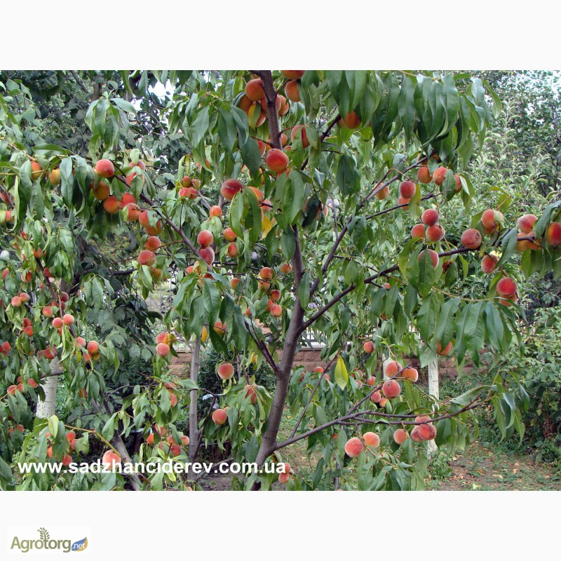 Фото 9. Саджанці плодово-ягідних дерев та кущів Тернопыль