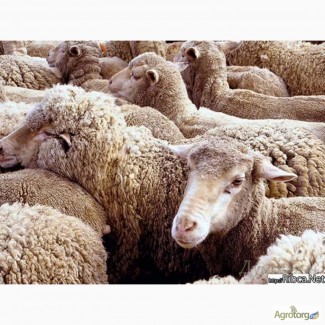 Продам овец, оптом, бараны, ярки, матки
