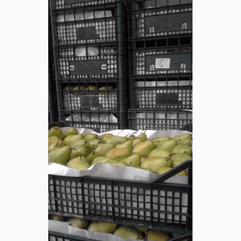 Фото 6. Продам грушу Нояберська з холодильника. Ціна договірна