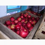 Продам яблука сорт айдарет і монтуан, за ціну можна домовитись, Хмельницька обл