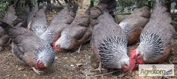 Фото 3. Продам цыплят несушек Редбро и Мастер Грей