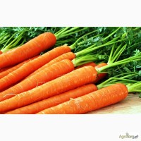 Куплю морковь ОПТ