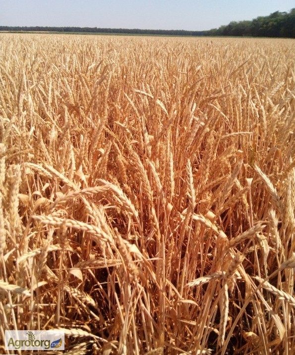 Пролам Семена безостой озимой пшеницы - ПОВЕЛИЯ