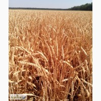 Пролам Семена безостой озимой пшеницы - ПОВЕЛИЯ