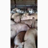 Продам мясных свиней (с доставкой )