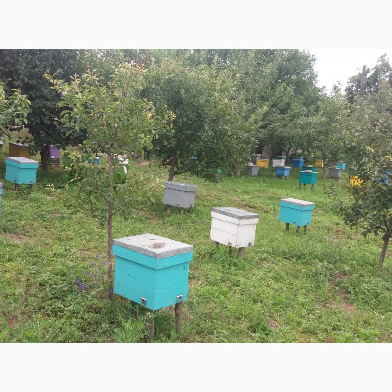 Фото 2. Бджоломатки української степової породи бджіл