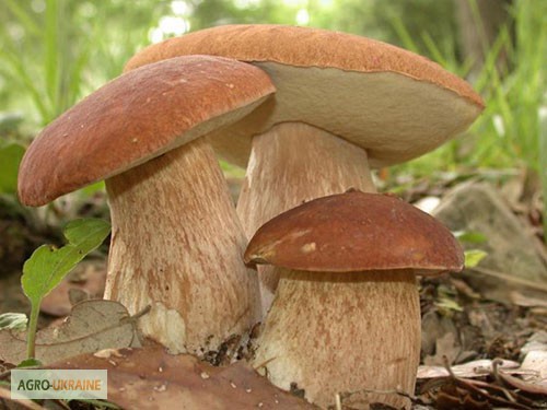 Фото 13. Рассада белых грибов для выращивания грибов под деревьями, в питомниках, в помещениях