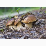 Рассада белых грибов для выращивания грибов под деревьями, в питомниках, в помещениях
