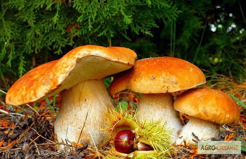 Фото 8. Рассада белых грибов для выращивания грибов под деревьями, в питомниках, в помещениях