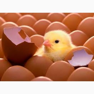 Продам инкубационное яйцо Испанка, Редбро, Мастер Грей, Бройлеров выход от 80 %
