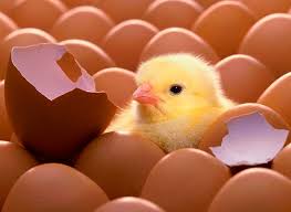 Продам инкубационное яйцо Испанка, Редбро, Мастер Грей, Бройлеров выход от 80 %